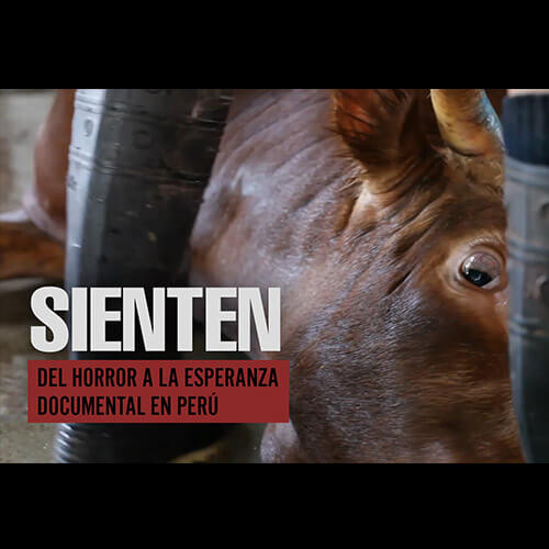Sienten, Documental Hillary Gavilán, Perú